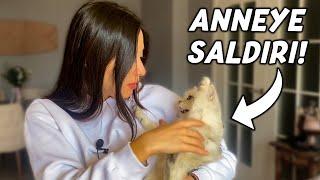 KEDİMLE GERGİN HAYATIM.. (Neden Beni Sevmiyor!?)