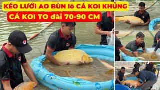 Thu hoạch AO BÙN lô CÁ KOI KHỦNG size LỚN - CÁ KOI TO, ĐẸP, dài 70-90 CM