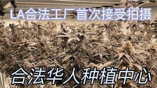 大麻种植中心首次拍摄 ｜ 美国LA的合法华人种植厂 ｜ 高水平商业种植