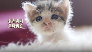 아기 고양이 구조된 날부터 100일간의 성장 과정