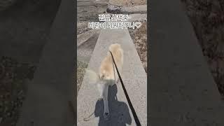 집앞 산책~매일 일찍 집에 오면 좋겠네_#귀요미황금#산책#집앞산책#바다뷰#시원하다잉#몽실이#뽀끔이#몽돌이#몽글이#몽실이새끼#황금이새끼
