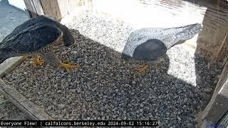 Cal Falcons: Annie Cannot Resist Archie's Serenade  Nest Box Beaky Kisses Ensue  2024 Sep 2