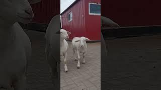 White Dorper Ewe Lambs / Russia  Home Farm of White Dorpers  #белыйдорпер #дорпер #whitedorper