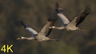 Kranich: Frühling 2020 am See -----  Crane:  At the Lake Spring 2020