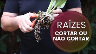 Cortar ou Não Cortar as Raízes das Orquídeas?