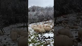 Oile Băle a lui Gore Pupăza din Telciu .B-N