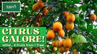 Citrus Galore: 8 Different Fruits on One Citrus Tree!