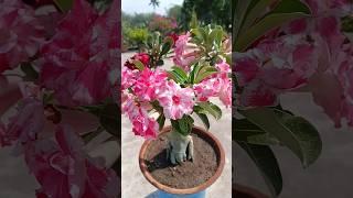 adenium Flower.