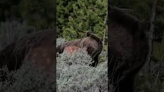 Grizzly Bear 610 & 3 new cubs hunt & catch an elk calf/Jackson/Tetons/Yellowstone #shorts #wildlife