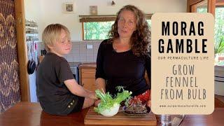 Grow fennel from the bulb base with Morag Gamble