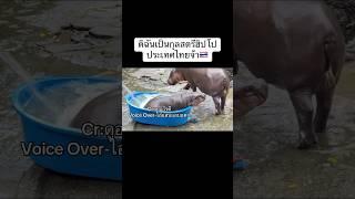 เธอจ๋าฟังนะแม่ทัพฮิปโปไทยของขึ้นแล้วจ่ะ!! #ad #fpy #animals #hippo #shortvideo