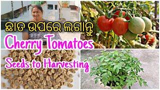 ଛାତ ଉପରେ ଲଗାନ୍ତୁ || Cherry Tomatoes || Seeds To Harvesting || Detail in Odia #cherrytomatoes