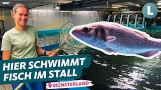 Salzwasserfische made in NRW: Landwirtin setzt auf Fischzucht im Münsterland|Lokalzeit Land.Schafft.