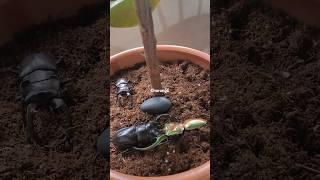 #greengarden #plants #planterior