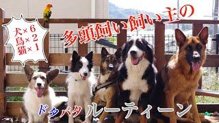 【大型犬】多頭飼いルーティーン【お世話】