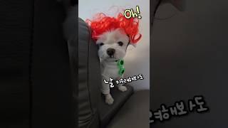 오타쿠 확인법  #Release-Topic #이오몽 #썰레임 #이틀 #cute #funny #dogshorts