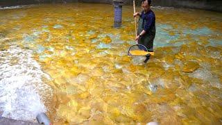 very amazing! Legendary fish golden halibut, golden fish farm / korean food