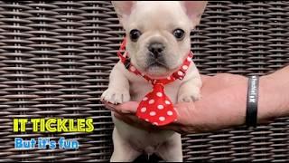 "It Tickles!" Tiny Frenchie’s First Time Walking on Grass is Too Cute to Miss.. Theo ep1