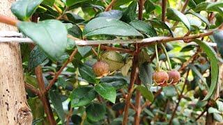 Growing Chilean Guava (Ugni Molinae). A look at a few different cultivars as the berries develop.