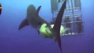 Shark Takes A Large Shit On Diver's - Owned