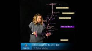 Blood Supply of the Lower Limb