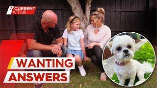 Family's anguish as neighbour allegedly caught on camera bashing missing dog | A Current Affair