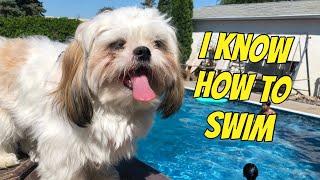 Chase the Shih Tzu can Swim! | Summer Adventures