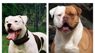 American Bulldog History: Origin and Types