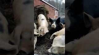 Grassfed pork?