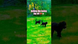 Yay️it’s my Day off !! #dog #funny #puppy  #viral #viralvideo  #viralshort #shorts #shortvideo