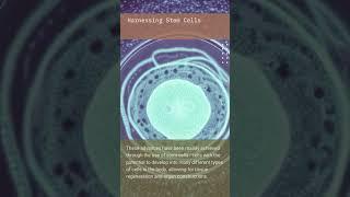 Healing from Within: Exploring the Power of Regenerative Medicine with Stem Cells