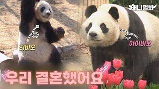 바오커플, 우리 결혼했어요ㅣBao Couple, We're Married