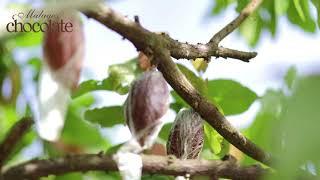 Cacao Harvesting