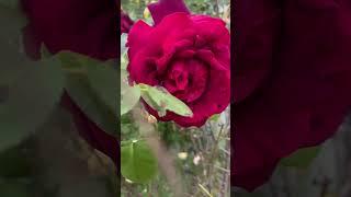Drood un par salam un par | Naat sharif | New naat sharif