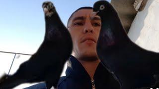 В НЕБЕ МИР ГОЛУБЕВОДСТВА UZB, IN THE SKY THE WORLD OF PIGEON BREEDING UZB#pigeons