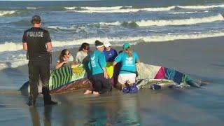 Beached whale spotted on Florida's Atlantic Coast