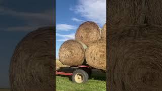 Moving The Bales Off Of The Field!! #farming #haybales