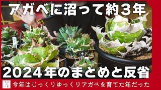 2024年も沼にハマり続けた超人気植物「アガベ」の個人的総まとめ回【アガベ・塊根・多肉】