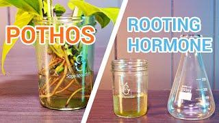 Can POTHOS Help Other PLANTS Propagate And Root?