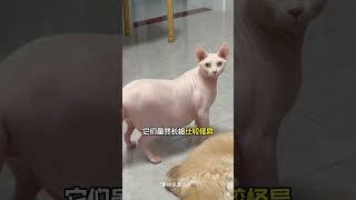 盘点猫届智商最高的五种猫，有你家猫吗？#cat #iqtest #clever