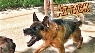 German Shepherd VS BOXER DOG