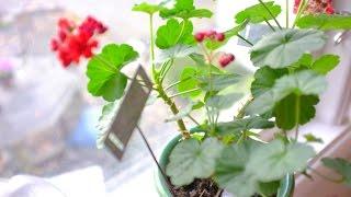 Pelargoner . Övervintra och vinterföra dina pelargoner -skötsel