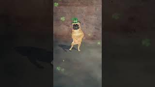 tiki viral dog dance  #viral #trinding #short