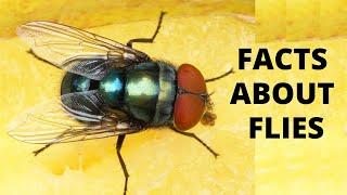 10 Things You Didn't Know About Flies | Housefly Facts | Interesting Facts for Kids