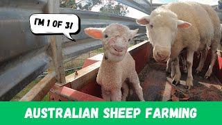 LAMBS LAMBS LAMBS | All systems are go! | Australian Sheep Farming