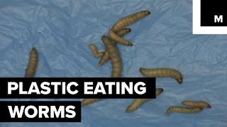 Worms eating plastic waste