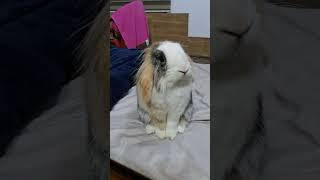 One beautiful and well-behaved bunny ️️ #music #rabbit #bunny #pets #animals #cute #fyp #trending