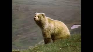 National Geographic—The Grizzlies (1987)