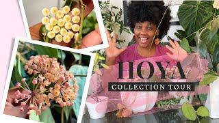 Tour My Entire Hoya Collection! 