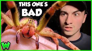 The Truth About The World's Most Venomous Spider